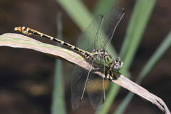 Erpetogomphus heterodon