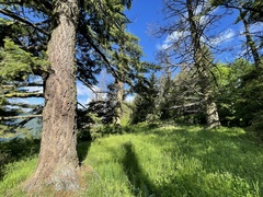 Pseudotsuga menziesii