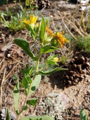 Heterotheca fulcrata