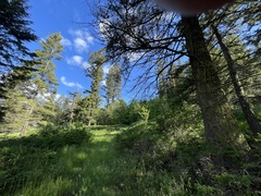 Pseudotsuga menziesii