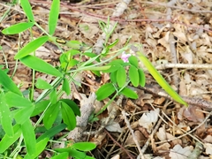 Lathyrus linifolius