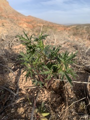 Sphaeralcea gierischii