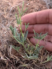 Sphaeralcea gierischii