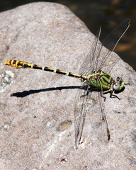 Erpetogomphus heterodon