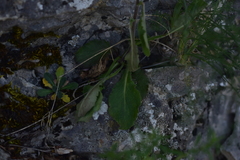 Campanula sibirica