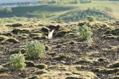Lagopus muta islandorum