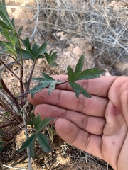 Sphaeralcea gierischii