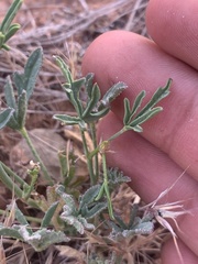 Sphaeralcea gierischii