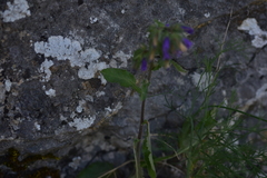 Campanula sibirica