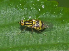 Oxycera variegata