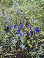Delphinium nuttallianum
