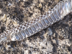 Zamenis longissimus