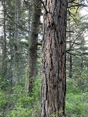 Pinus ponderosa