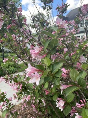 Weigela