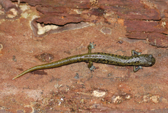 Veracruz Green Salamander photo 2
