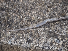 Zamenis longissimus