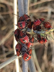 Codophila maculicollis