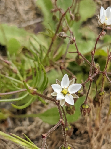 Corn spurrey