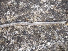Zamenis longissimus