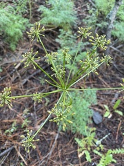 Lomatium dissectum