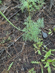 Lomatium dissectum