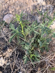 Sphaeralcea gierischii