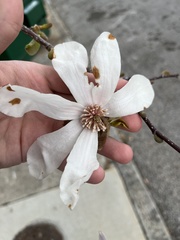 Magnolia