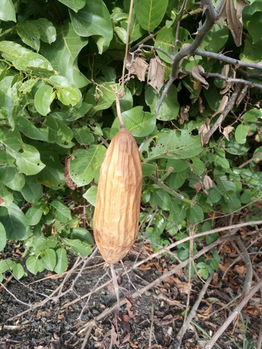 Sponge Gourd