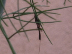 Ephemeroidea