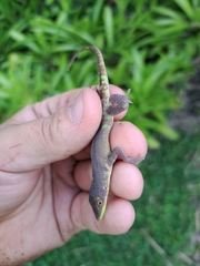 Anolis chlorocyanus