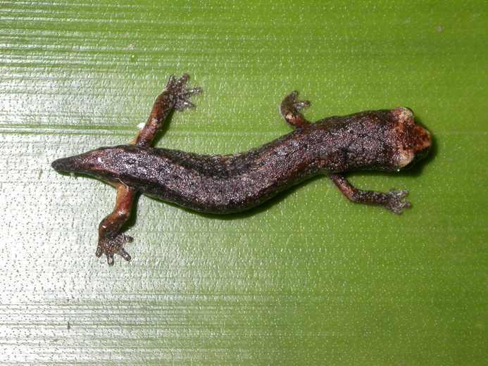 Dwarf False Brook Salamander