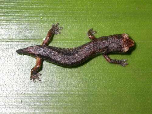 Dwarf False Brook Salamander
