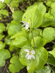 Viola canadensis