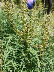 Ambrosia tomentosa