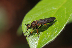 Eudioctria sackeni