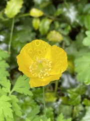 Papaver cambricum