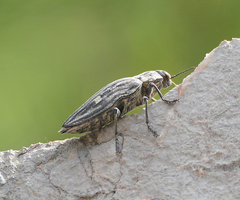 Chalcophora intermedia