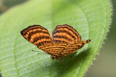 Zemeros emesoides