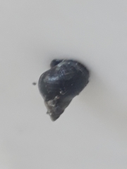 Austrolittorina
