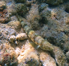 Synodus dermatogenys