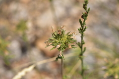 Campanula lingulata