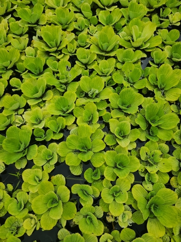 Water Lettuce