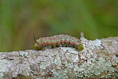 Anisota virginiensis