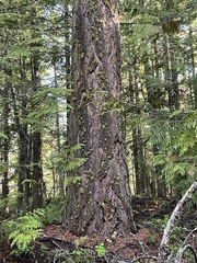 Pseudotsuga menziesii