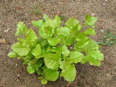 Cicerbita macrophylla