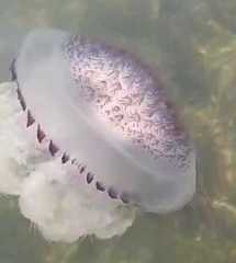 Lobonemidae