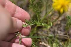 Centaurea rupestris
