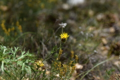 Centaurea rupestris