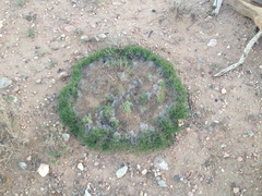 Muhlenbergia torreyi
