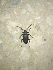 Prionus besikanus